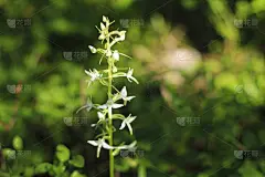 一种芬芳的夜兰。