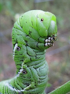 ⊙ω⊙!采集到动物