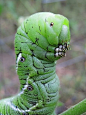 Tobacco Horn Worm Portrait by Julie Falk:: 