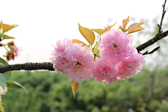 祭大人采集到樱花