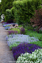 perennial border with low flowering sages, salvia nemerosa & catmint: 