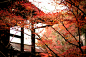 全部尺寸 | モミジの永観堂 Autumn is all Enkando | Flickr - 相片分享！