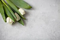 灰色混凝土背景上的三朵白色郁金香。前视图。