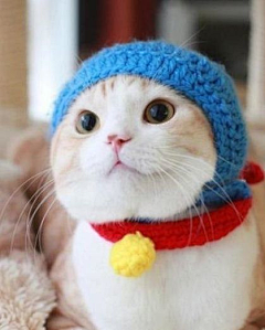 胖可丁香采集到猫猫