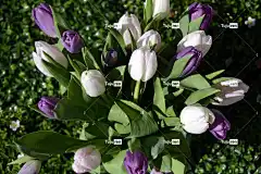 郁金香 免费壁纸 Mac壁纸 Windows壁纸 春天 紫色