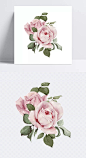 矢量花卉|精美,手绘花朵,玫瑰花,复古花朵,鲜花,花卉植物,装饰画,水彩画,手绘画,绘画艺术,卡通元素,手绘/卡通