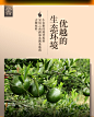 正宗新会小青柑普洱茶熟茶橘普茶大红柑陈皮小金桔普柑普茶 500g-tmall.com天猫
