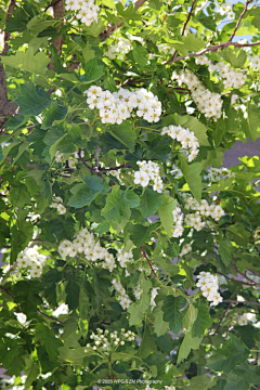 王珮光采集到《 夏近 》
