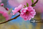 Peach blossom, Saitama Prefecture, Japan_创意图片