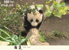 圣迭戈动物园新降临的熊猫“小礼物”终于在...