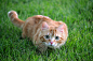 General 2048x1365 cat animals outdoors grass