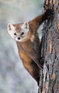 Pine Marten by Missy Mandel