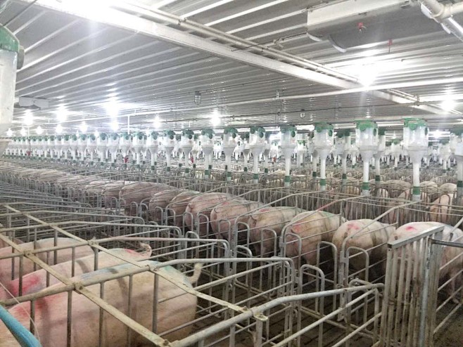 养猪场的搜索结果_360图片
