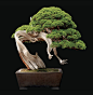 Bonsai
#盆景#