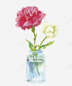粉色和白色康乃馨水彩插画 设计图片 免费下载 页面网页 平面电商 创意素材