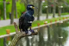 自然 鸟 鸬鹚 翅膀 酷背景 壁纸4K 动物园 动物 免费壁纸