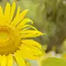 Huahua_plus