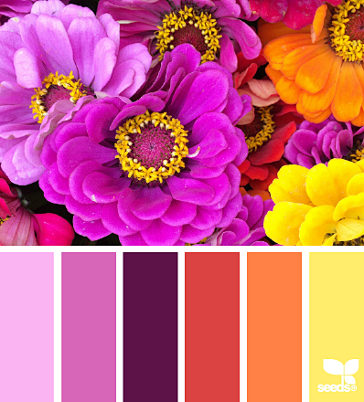 zinnia brights