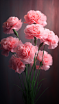 粉色康乃馨母亲节康乃馨花卉摄影图片