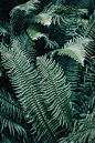 专辑|Green colour丨色彩 【打包】 - 微相册