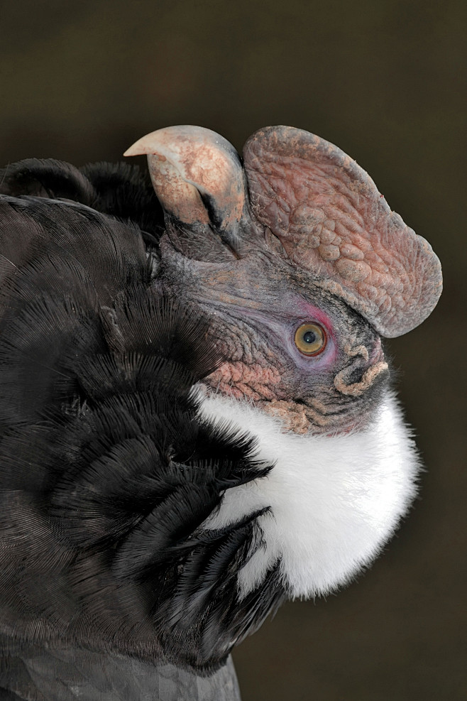 鹰形目美洲鹫科安第斯鹫属安第斯神鹫