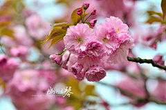 〆流年亦夢╮采集到花卉•八重樱