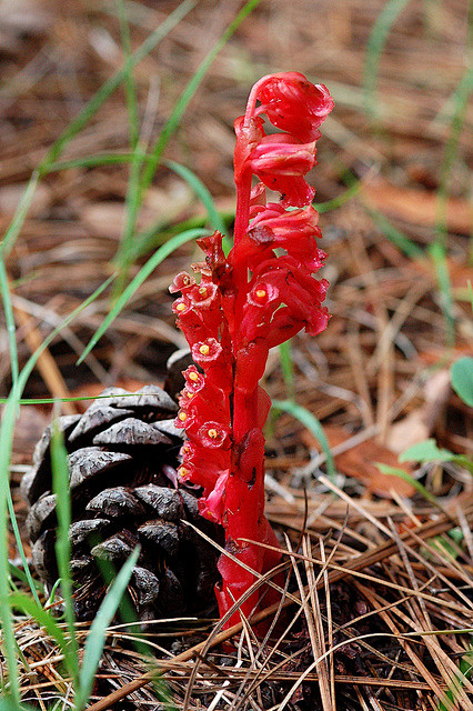 水晶蓝属 Monotropa 它们其实并...