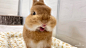 Photo by さくまる on October 24, 2023. May be an image of rabbit.