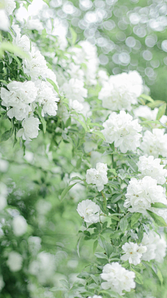 花小漾采集到花小漾