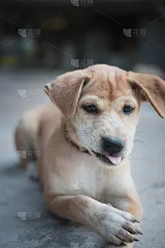 迷糊的小狗看着相机