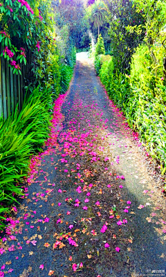 恋上食人花采集到花开人静处