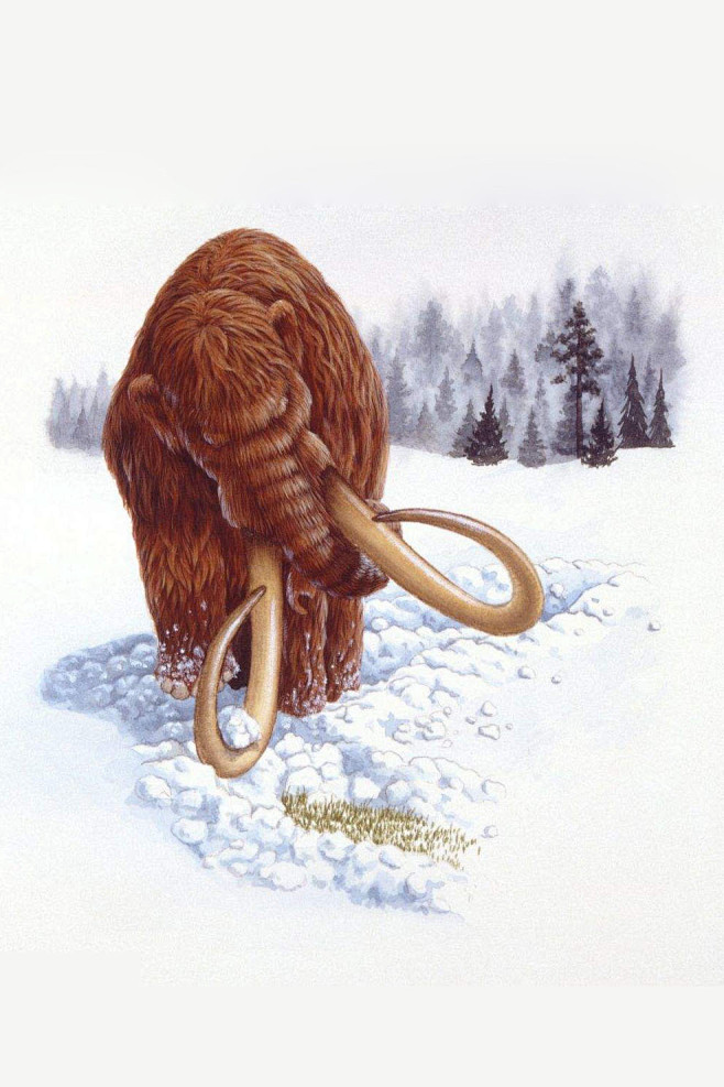 动物图鉴猛犸象