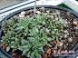多肉植物五十铃玉Fenestraria aurantiaca养殖栽培方法_多肉花卉_爱莲说花卉网-www.ailianshuo.net