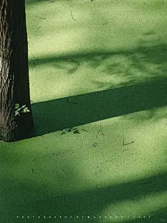 ▫️｜蝴蝶翅膀是不可降解的夏天 - 小红书