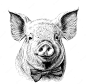 Vector a pig with a bow tie is drawn in black and white.