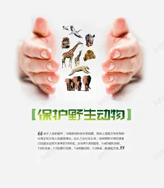 保护动物 野生动物 长颈鹿 鹤 元素 免抠png 设计图片 免费下载 页面网页 平面电商 创意素材