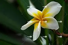 姜黄色百合花 素馨花 花卉背景 花 花壁纸 黄花 花瓣 黄色花瓣