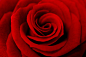 红色玫瑰花植物高清图片 - 素材中国16素材网