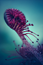 Otherworldly Blues : My second photo series of an alien like carnivorous plant called Sundew (Drosera).