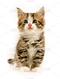 白底上的小猫