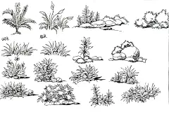景观手绘——草丛