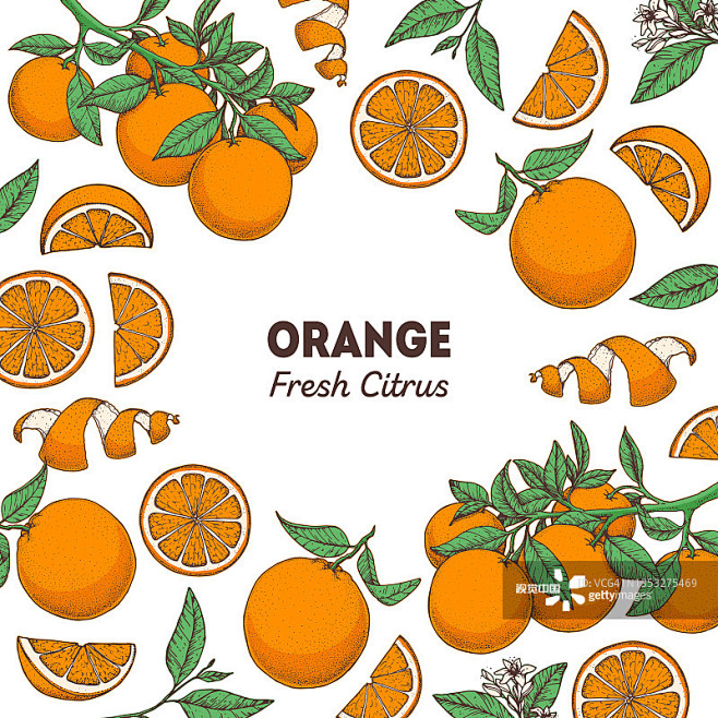 橙果手绘包装设计。橘子树框架模板。矢量插...