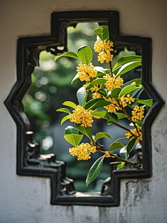 舒卷SOSO采集到花植物