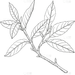 植物系列插画风茶叶线描元素