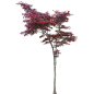 红叶树5-(1,1)-J