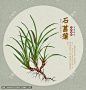 石菖蒲 山菖蒲 药菖蒲 金钱蒲 菖蒲叶 中药材 中药 手绘中草药 手绘石菖蒲 中草药插画 石菖蒲插画 包装石菖蒲图 中草药包装插画 中药插画 百草集