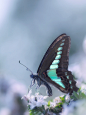 Photograph Common Bluebottle by Tashi Delek on 500px