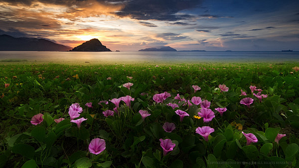 花の海