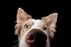 点击来源直接获取大图文件 |边境牧羊犬有趣的肖像。迷人的狗在黑色背景的工作室。