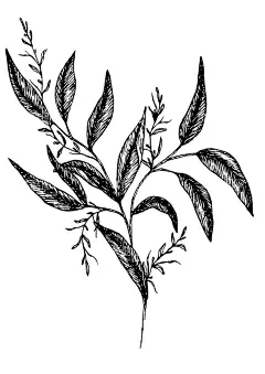 简笔绘画植物花朵图谱  - 源文件下载【酷图网】简笔,绘画,植物,花朵,图谱,简约,线条,树枝,绘画设计,创意设计,草,黑色速写,树叶,